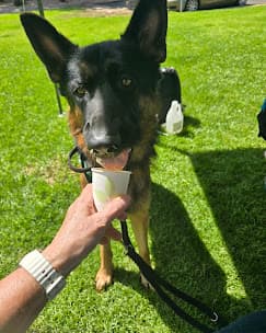 Local dog