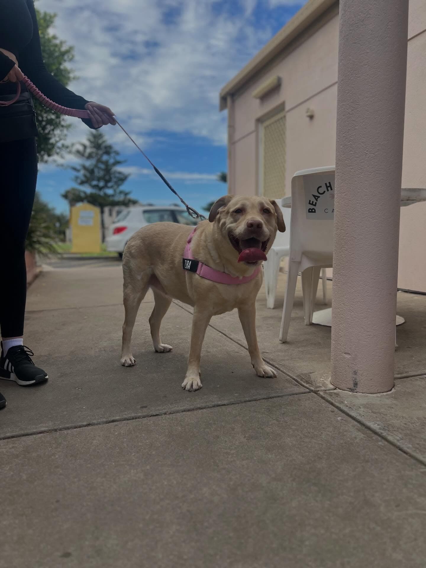 Local dog