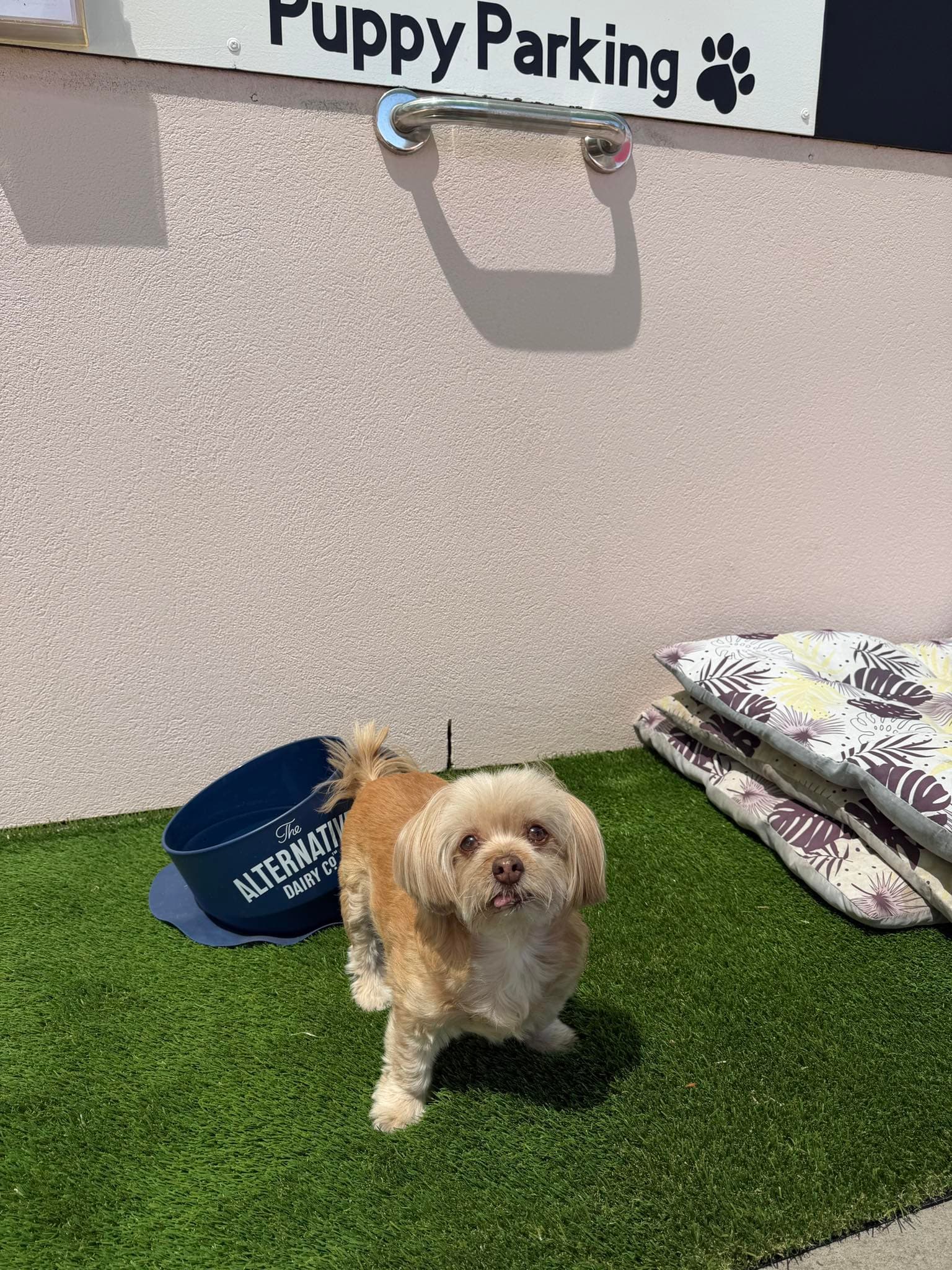 Local dog
