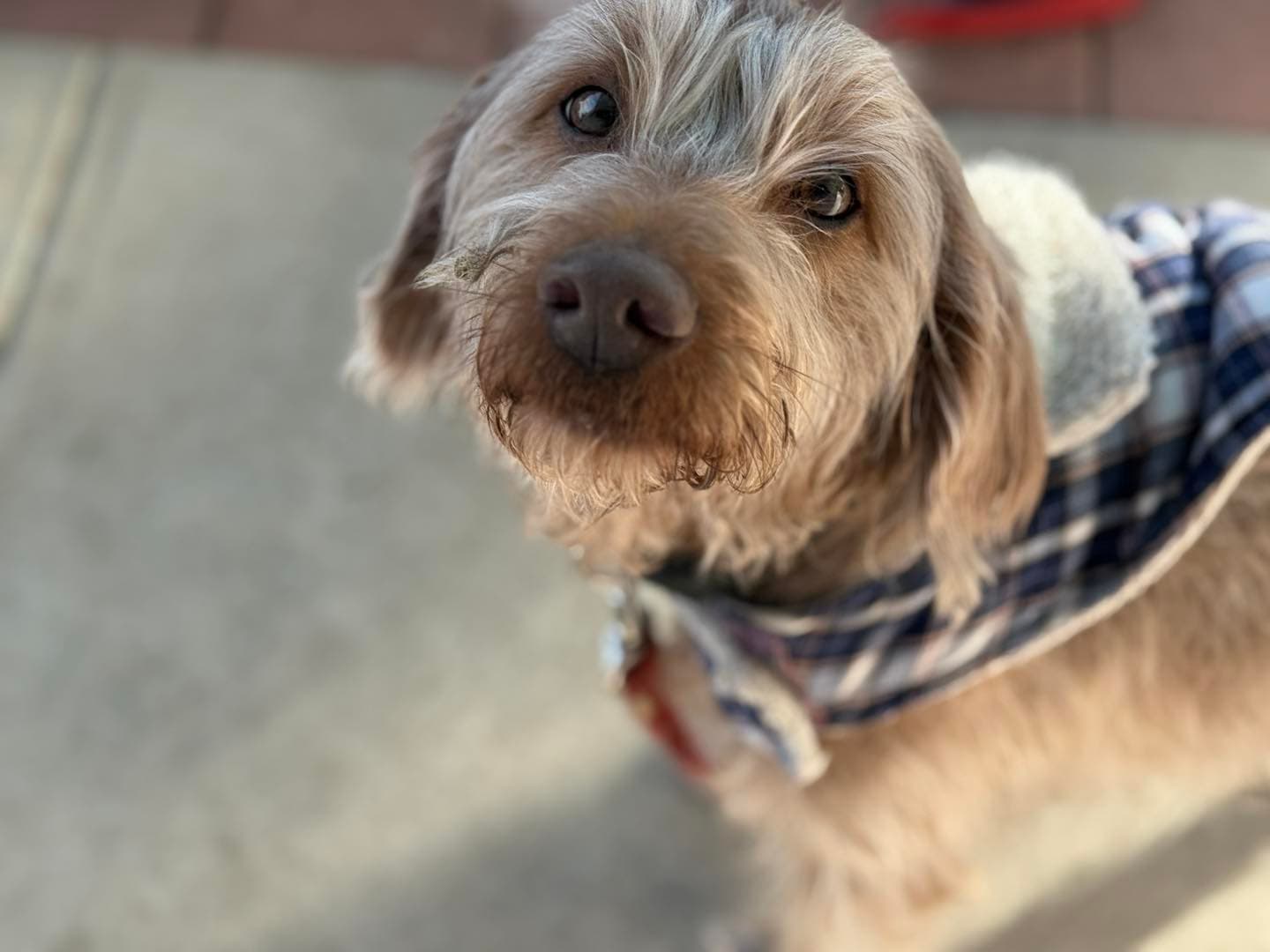 Local dog