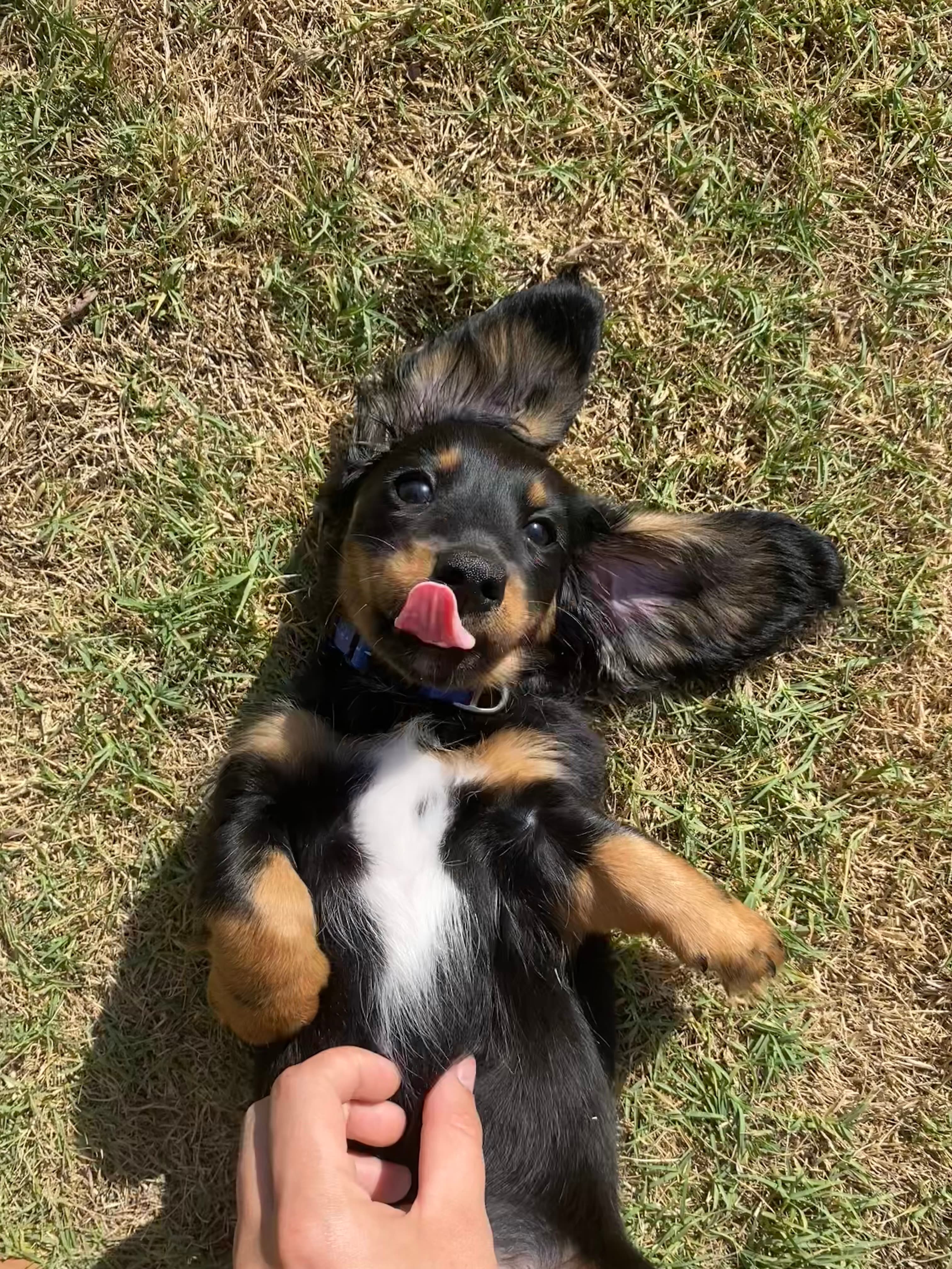 Local dog